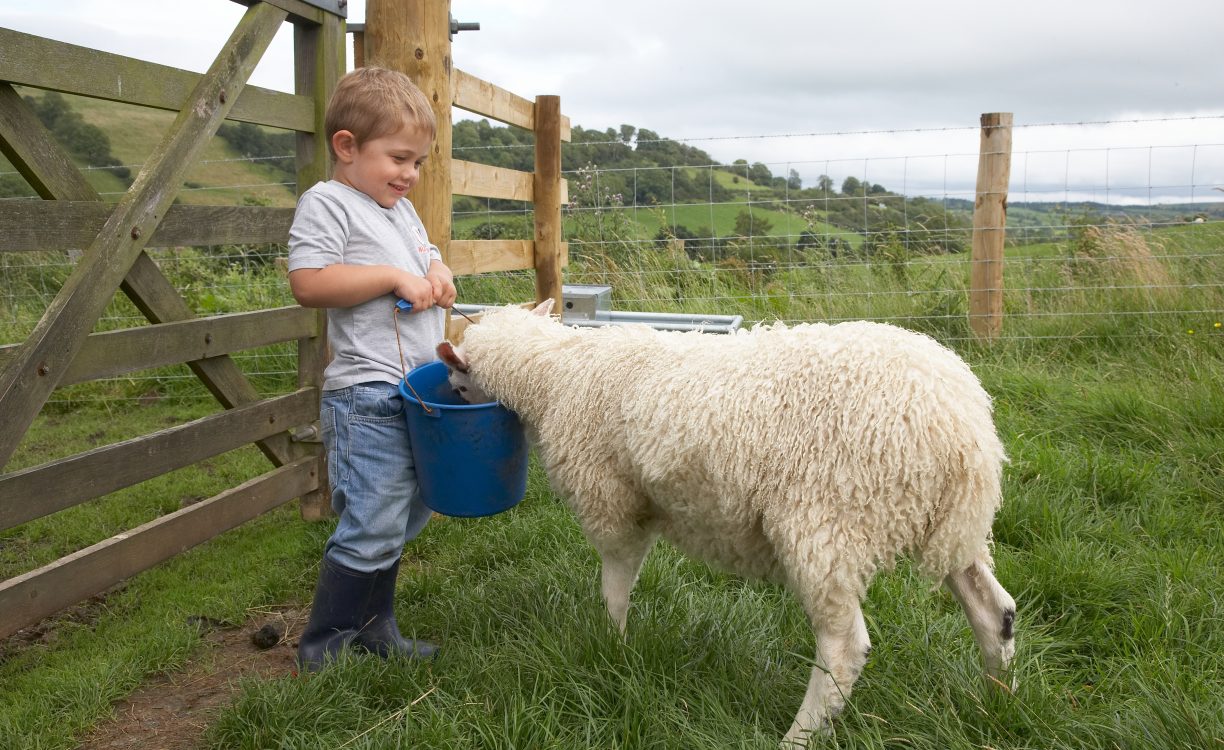 Howbeck Lodge021 CHILD FEEDING SHEEP