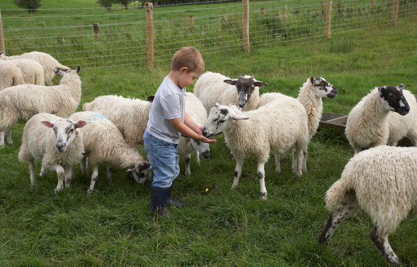 Howbeck Lodge026 CHILD FEEDING SHEEP